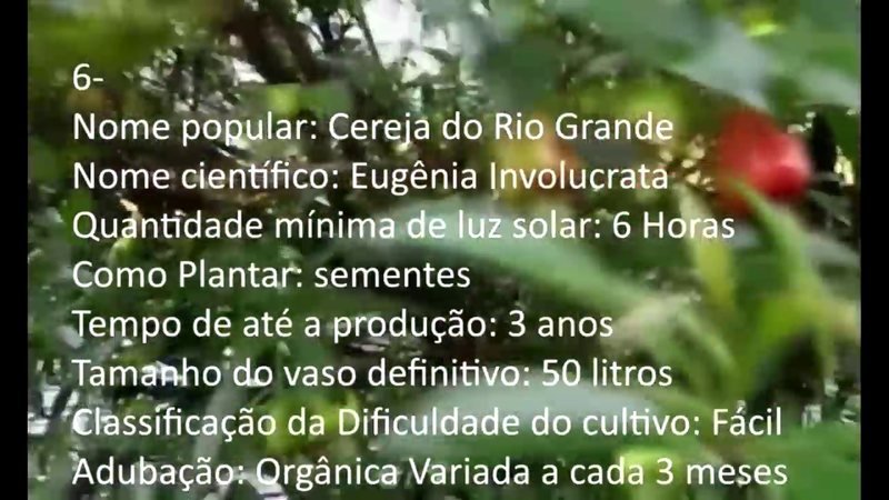 Cereja do Rio Grande - imagem 2