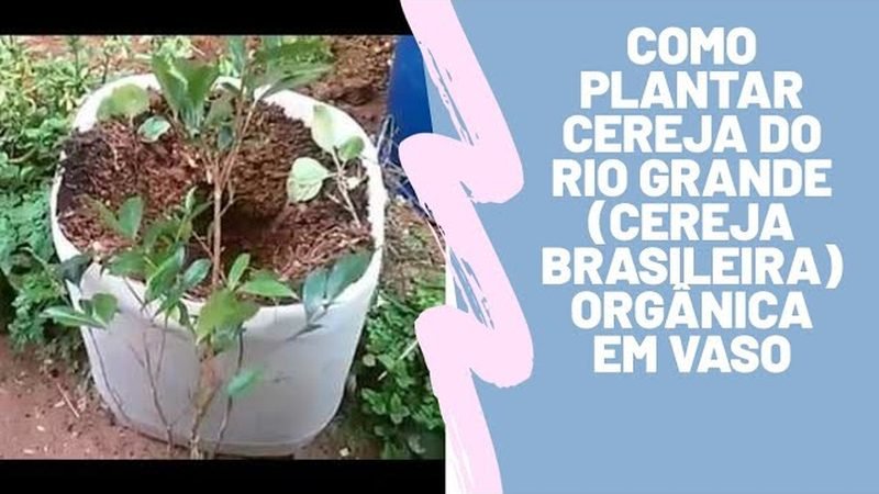 Cereja do Rio Grande (Eugenia involucrata)