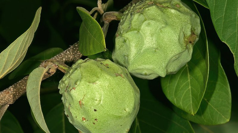 Muda de Cherimoya (Annona cherimola)