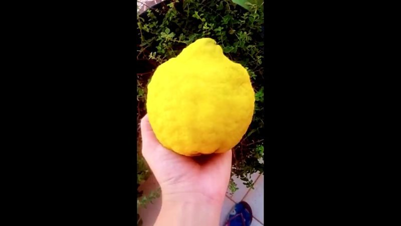 Cidra (Citrus medica)