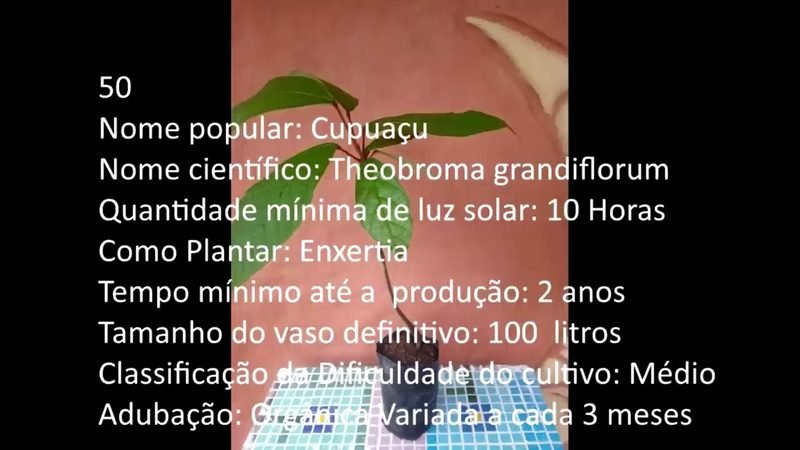 Cupuacu - imagem 2
