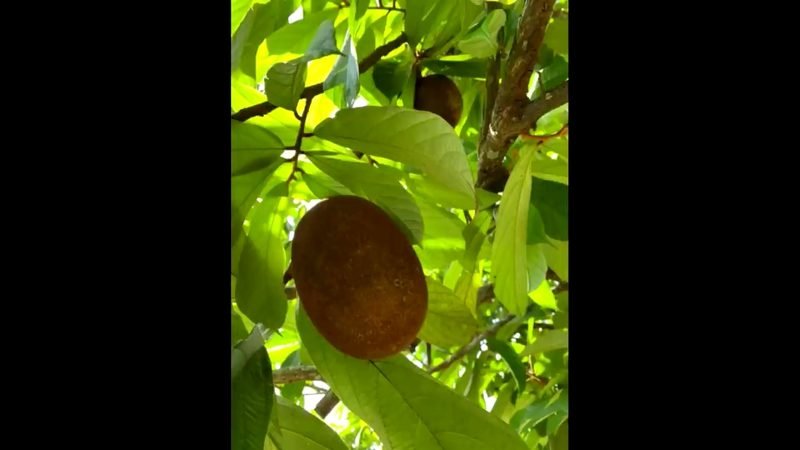 Cupuacu (Theobroma grandiflorum)