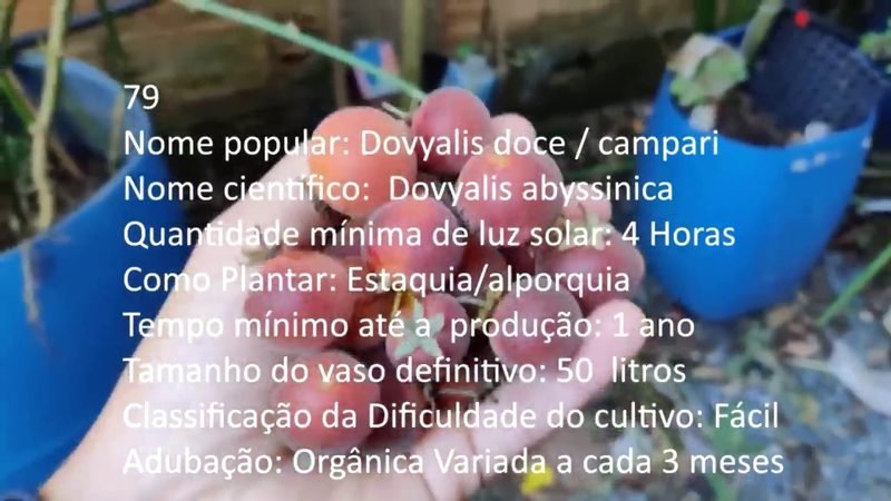 Dovyalis doce campari - imagem 2