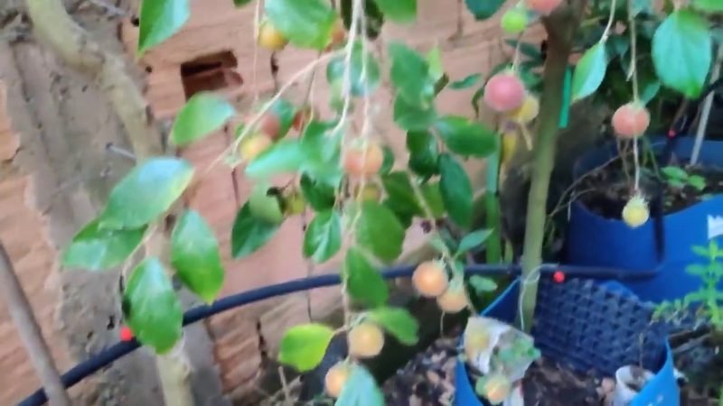 Muda de Dovyalis doce campari (Dovyalis hebecarpa)