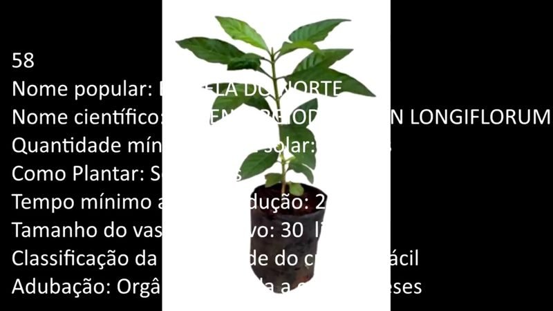 Estrela do Norte - imagem 2