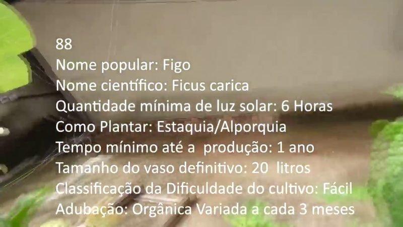 Figo - imagem 2