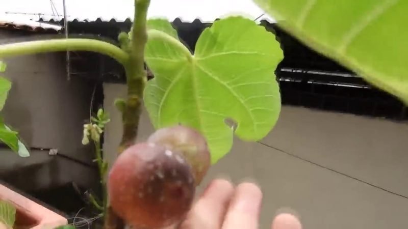 Figo (Ficus carica)