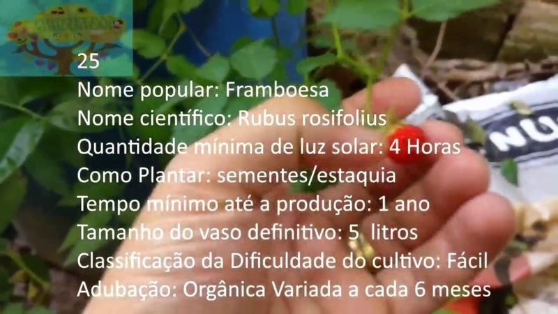 Framboesa Silvestre - imagem 2