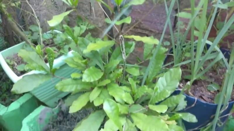 Fruta do Milagre (Synsepalum dulcificum)