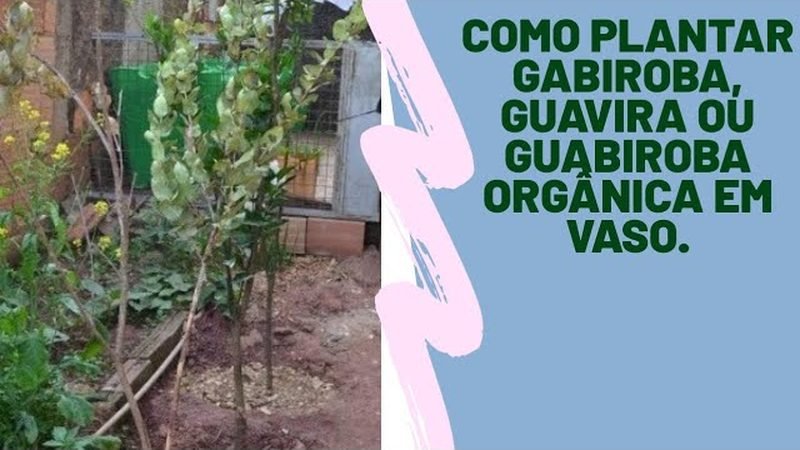 Gabiroba do Cerrado (Campomanesia pubescens)