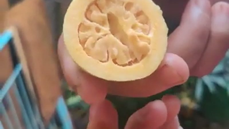 Muda de Goiaba Amarela (Psidium guajava)