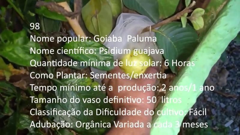 Goiaba Paluma - imagem 2