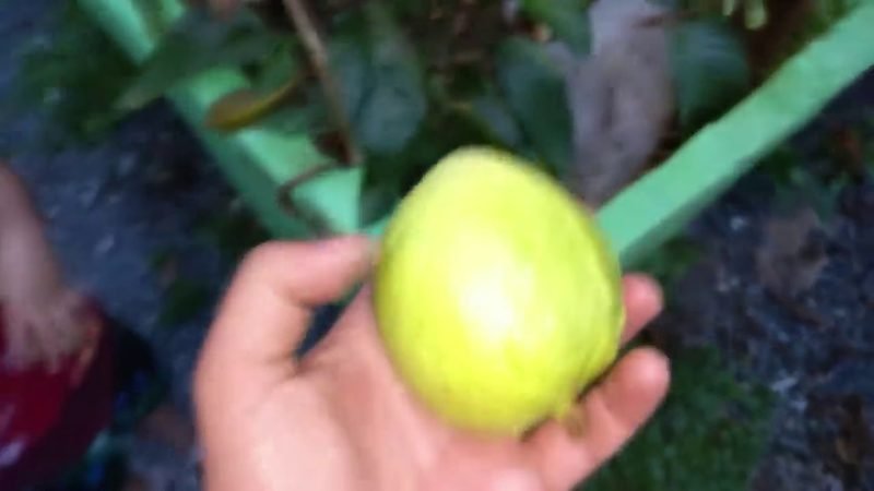 Goiaba Paluma (Psidium guajava 'Paluma')