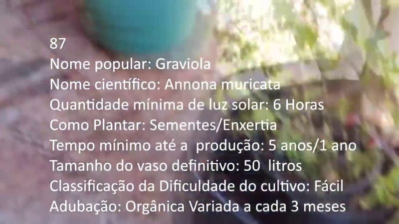 Graviola - imagem 2