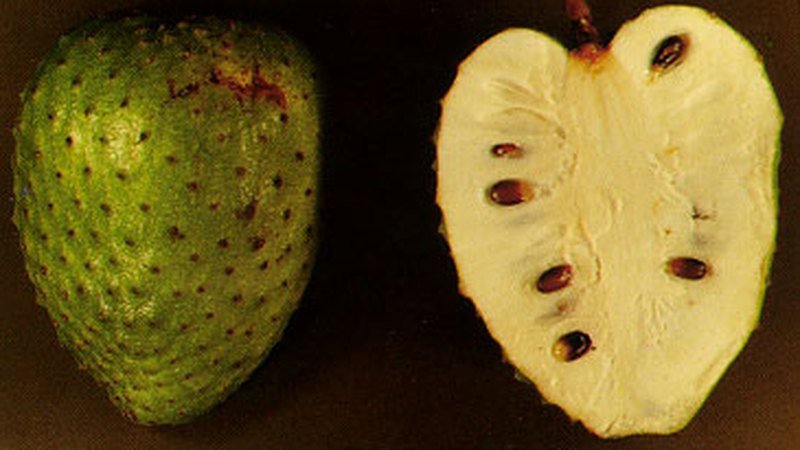Muda de Graviola (Annona muricata)