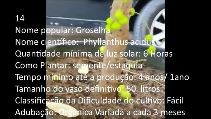 Groselha - imagem 2