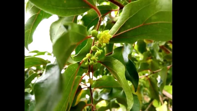 Muda de Groselha (Phyllanthus acidus)