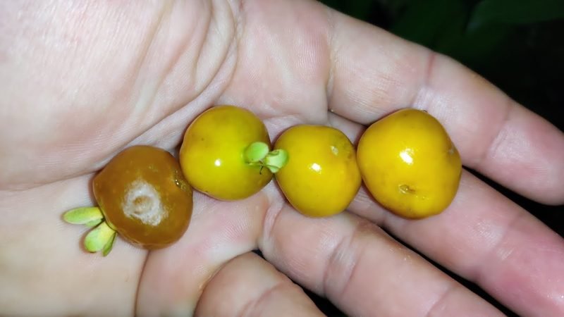 Muda de Grumixama Amarela (Eugenia brasiliensis)