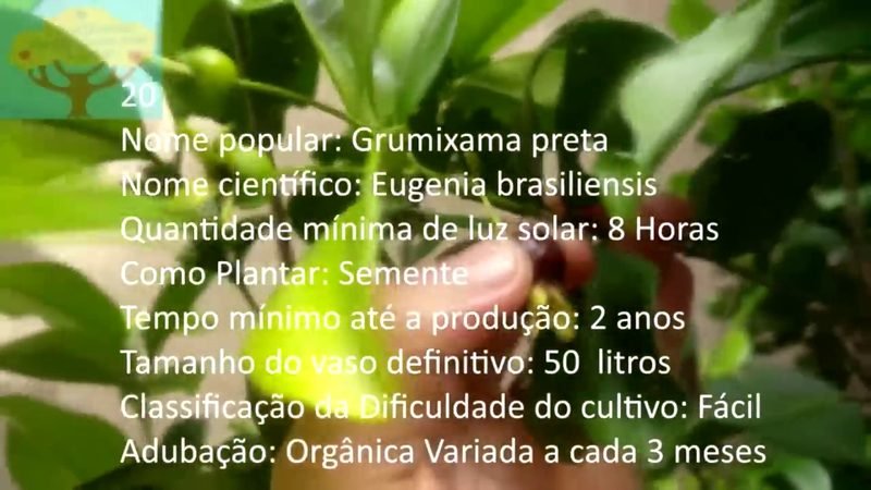 Grumixama preta - imagem 2