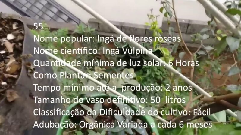 Inga de flores roseas - imagem 2