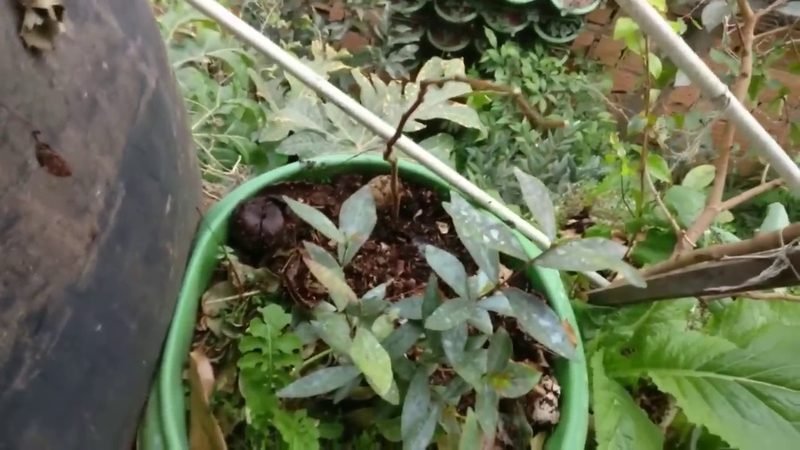 Muda de Inga de flores roseas (Inga edulis)