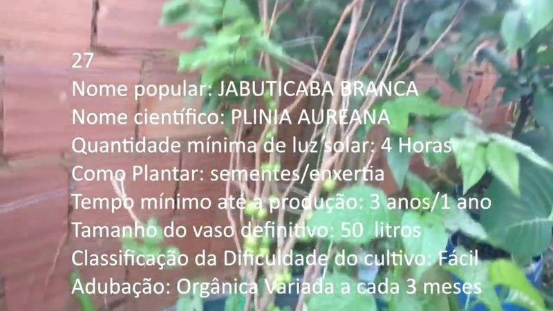 Jabuticaba Branca - imagem 2