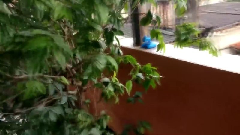 Jabuticaba hibrida - imagem 2