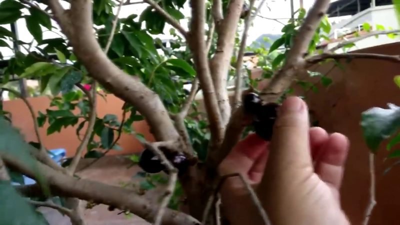 Jabuticaba hibrida (Plinia cauliflora)