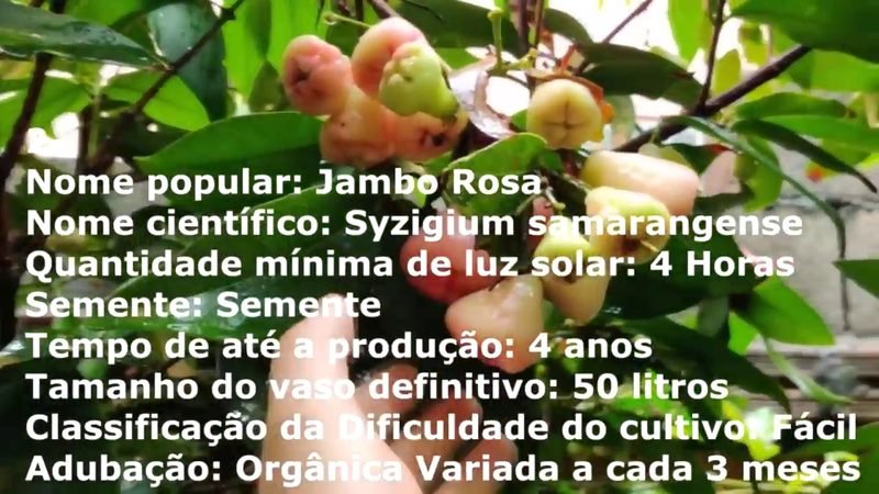 Jambo Rosa - imagem 2