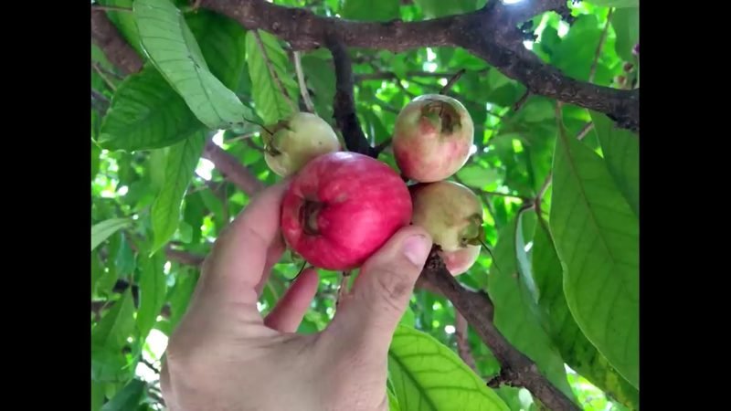 Muda de Jambo Vermelho (Syzygium malaccense)