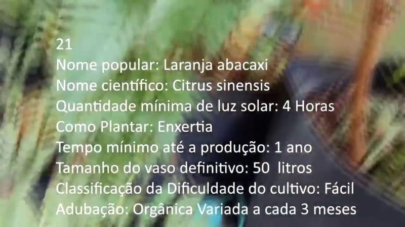 Laranja abacaxi - imagem 2