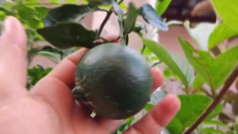 Laranja abacaxi (Citrus sinensis 'Abacaxi')