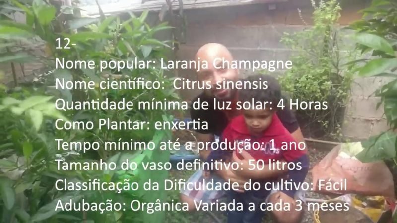 Laranja Champagne - imagem 2
