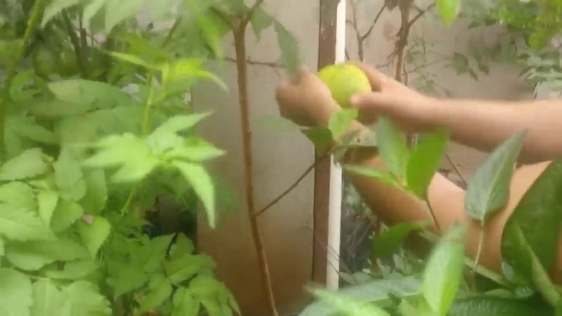 Laranja Champagne (Citrus sinensis 'Champagne')