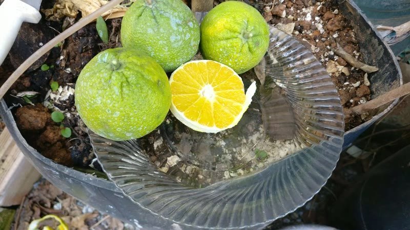 Muda de Laranja Champagne (Citrus sinensis 'Champagne')