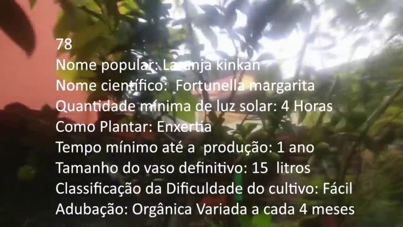 Laranja kinkan - imagem 2
