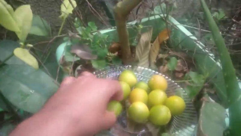Muda de Laranja kinkan (Citrus japonica)