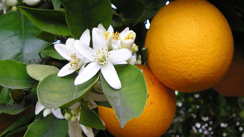 Muda de Laranja Serra Dagua (Citrus sinensis 'Serra d'Água')