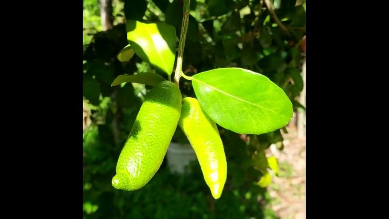 Limao caviar (Citrus australasica)