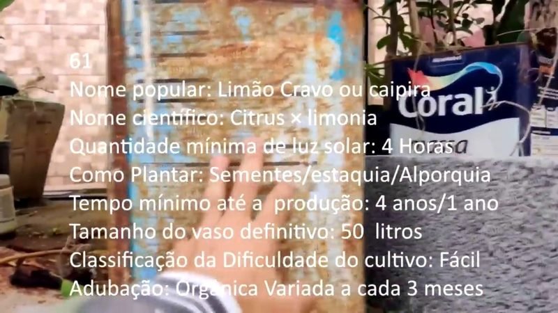 Limao Cravo caipira - imagem 2