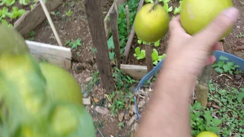 Limao Cravo caipira (Citrus × limonia)