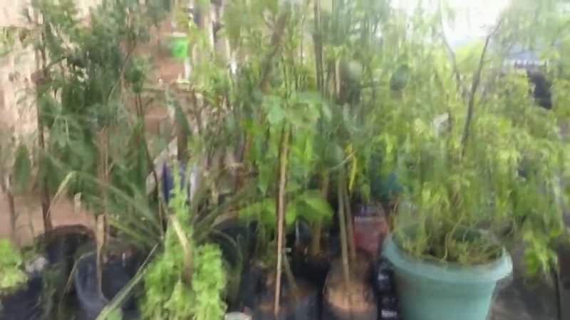 Limao doce Tanjo (Citrus limettioides)