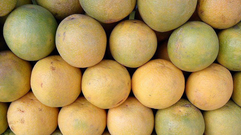 Muda de Limao doce Tanjo (Citrus limettioides)