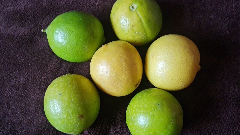Muda de Limao Galeguinho (Citrus × aurantifolia)
