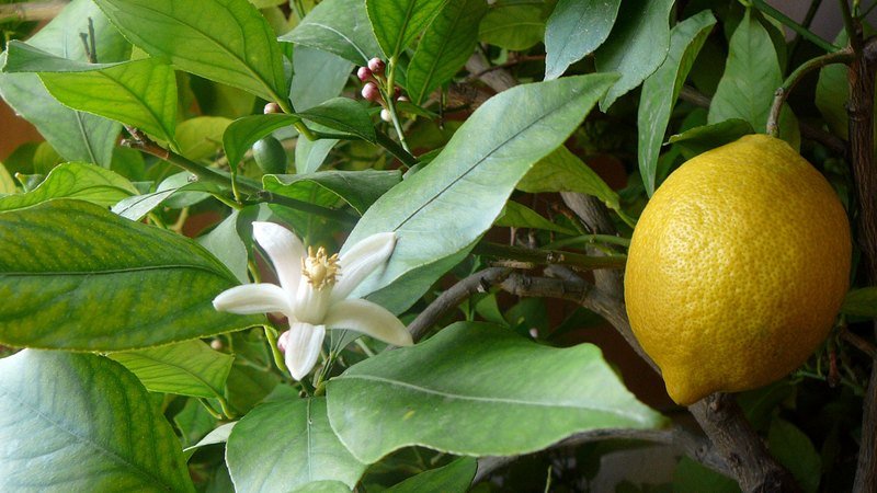 Muda de Limao Imperial (Citrus × limon 'Imperial')