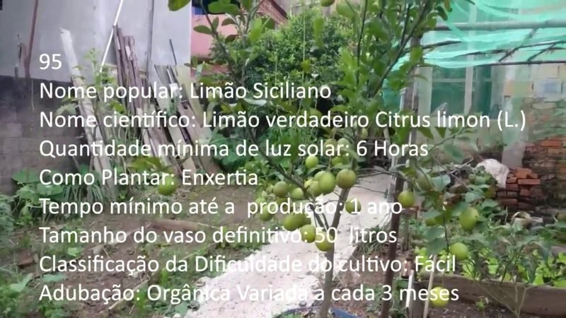 Limao Siciliano - imagem 2