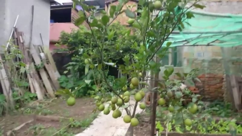 Muda de Limao Siciliano (Citrus × limon)
