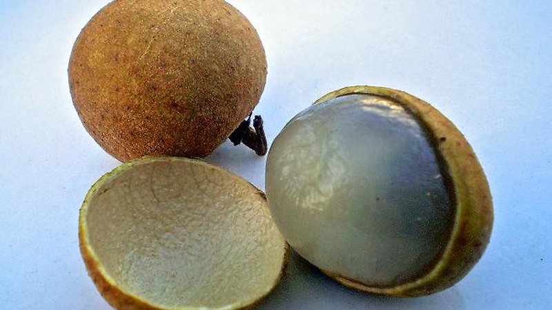 Muda de Longan (Dimocarpus longan)