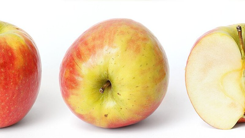 Muda de Maca Eva (Malus domestica)
