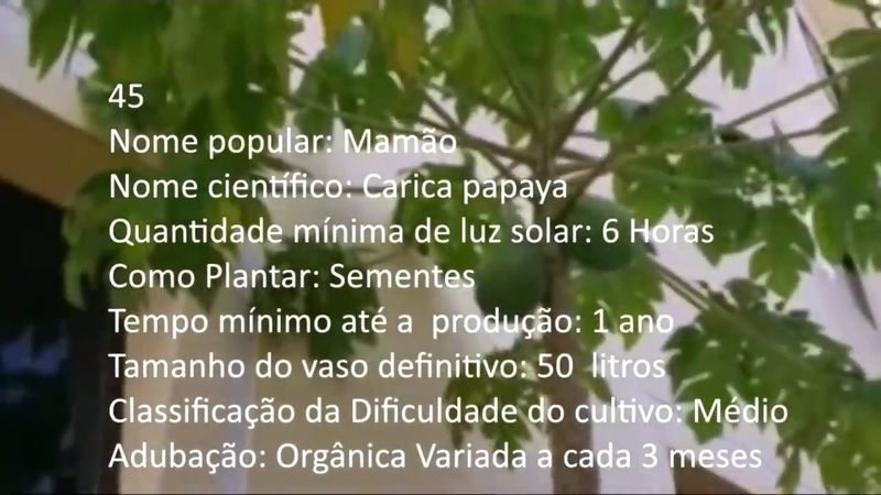 Mamao - imagem 2